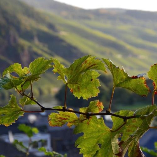 Weingut Erbes-Henn Otel Ürzig Dış mekan fotoğraf