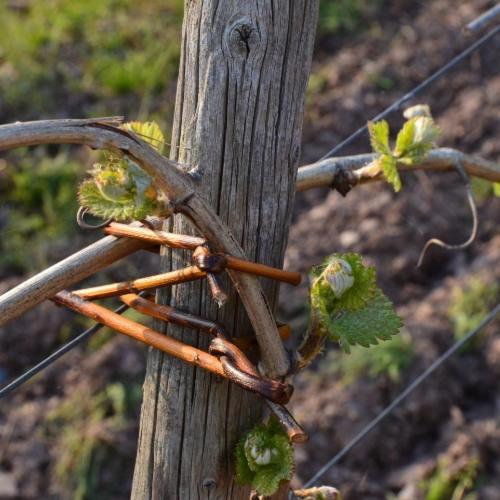 Weingut Erbes-Henn Otel Ürzig Dış mekan fotoğraf